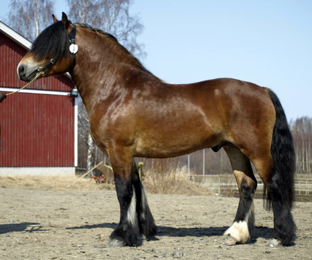 North Swedish Horse (nordsvensken