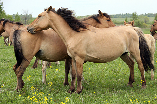 Bashkir (yagro