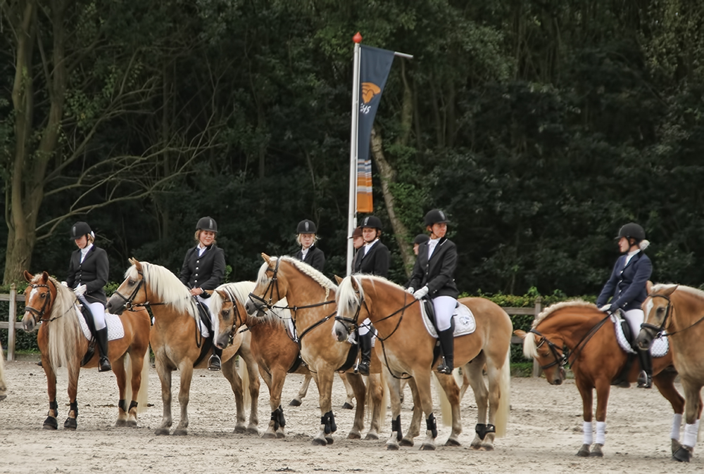 Ermelo Haflinger Evenement 8flickr9 2