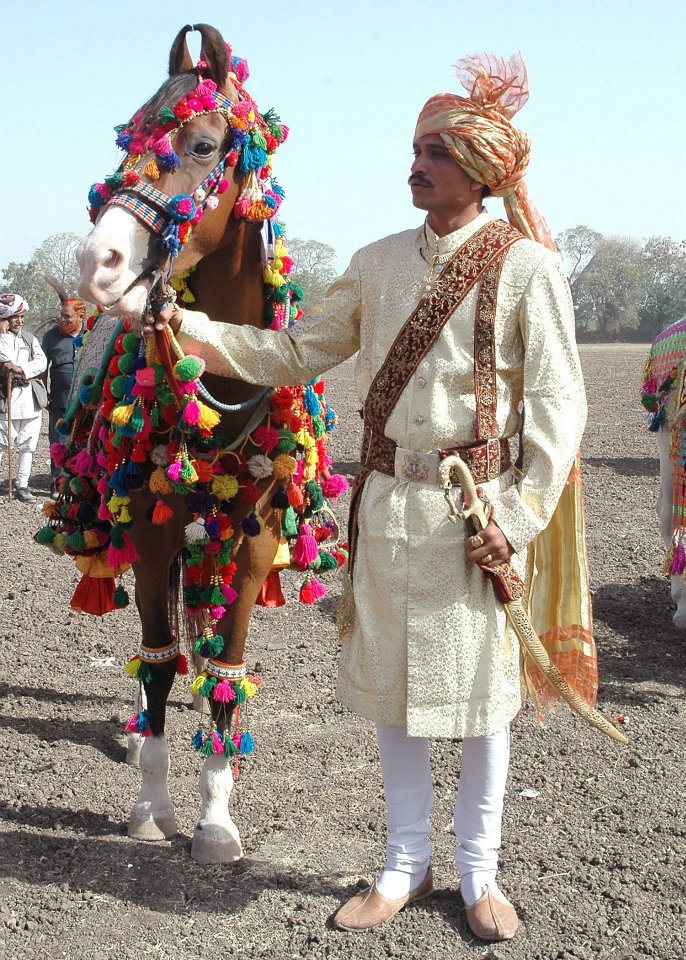 Marwari Horse (xx