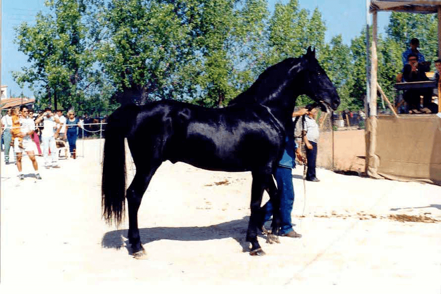 Greek_Horses - Zante (John Menegatos)