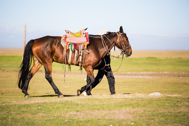 Yili (Xinjiang) Horse (flickr