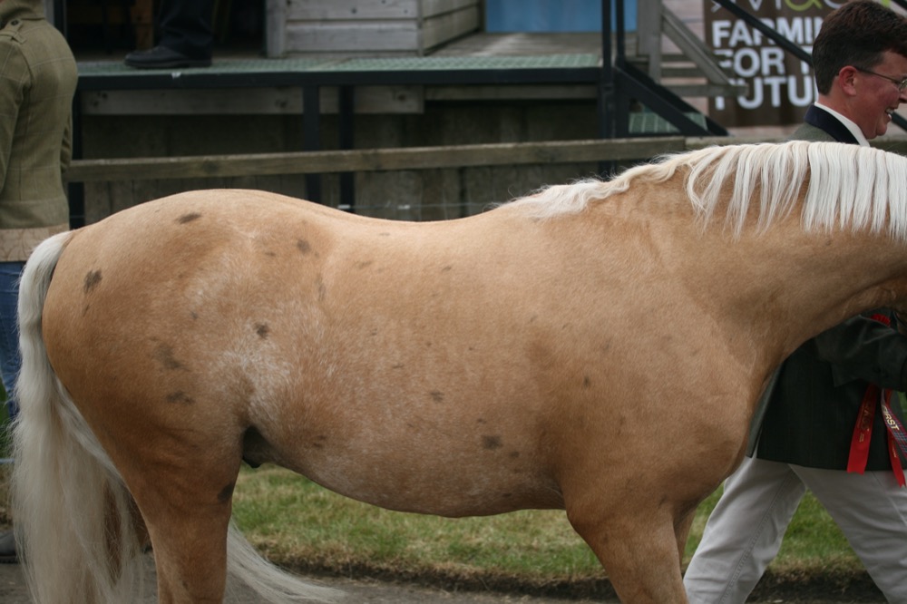 Bend Or spots - Welsh Pony B (lastalliancestudios