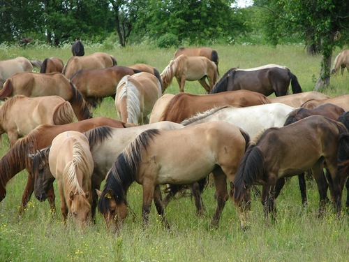 Bashkir (prokoni