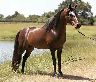 Caspian Horse10