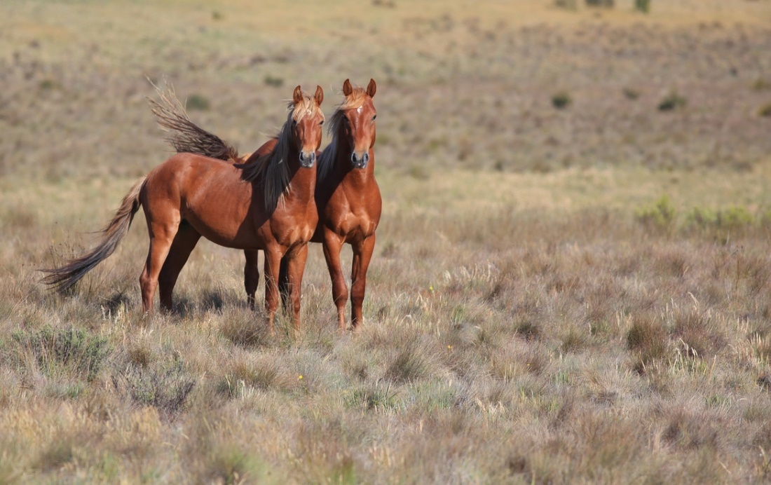 Brumby Horse (500px