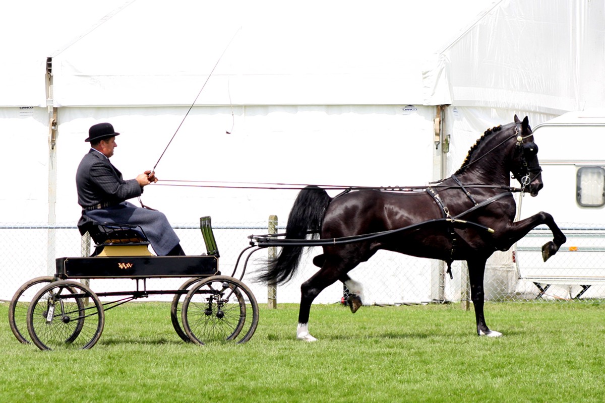 Hackney Horse (hackney-horse