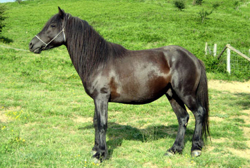http://www.theequinest.com/images/pottock-1.jpg