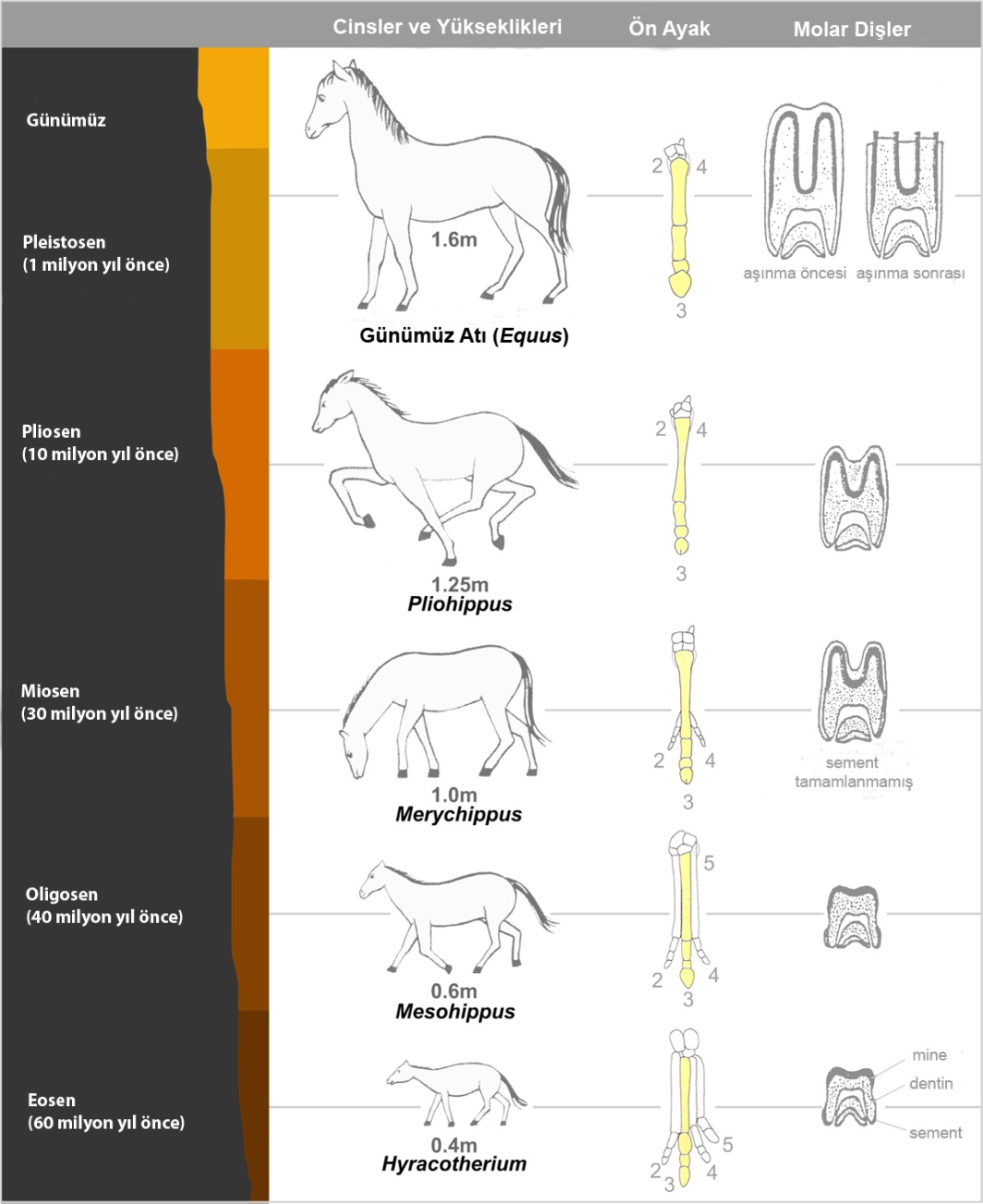 Horseevolution2 copy