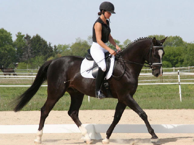 Trakehner (horsebreedslist