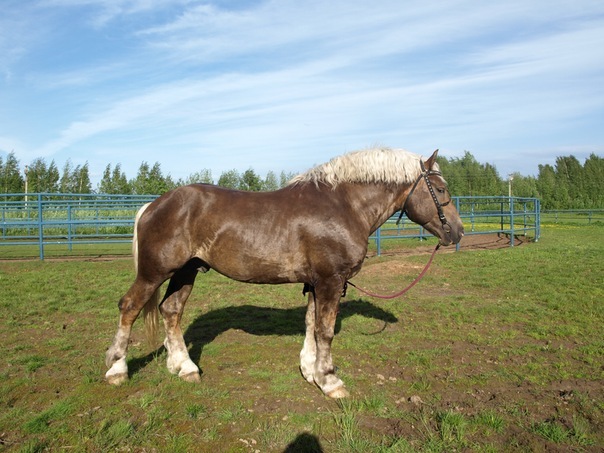 советский тяжеловоз Варяг 2006г ,рост 160с(prokoni