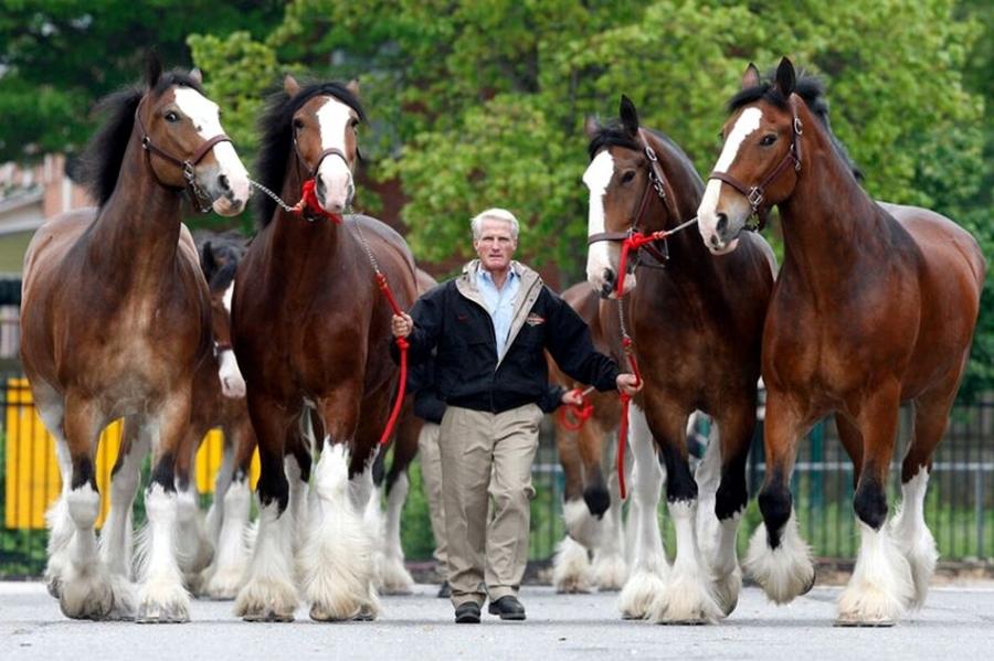 Clydesdale (pixdaus