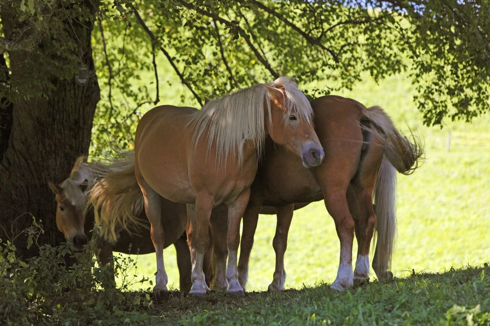 haflinger-horses-south-tyrol-breed-riding (hafling-meran2000