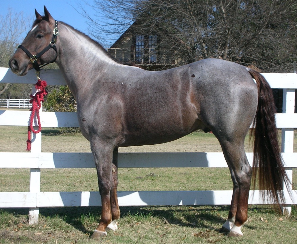 Quarter Horse Stallion (khongthe