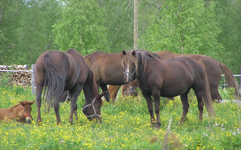 Finnhorse (flickr