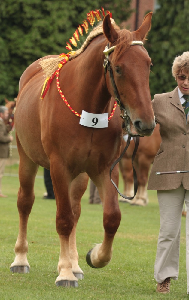 Suffolk Punch (flickr