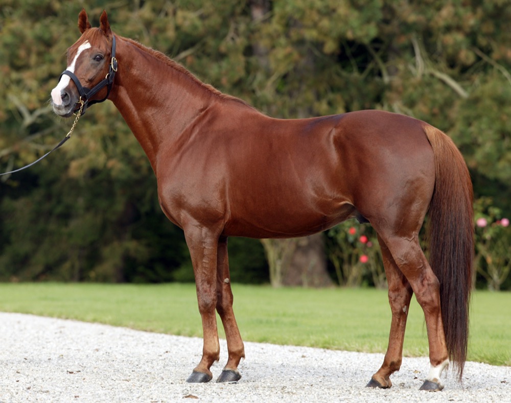 Chestnut Anglo Arabian (khongthe