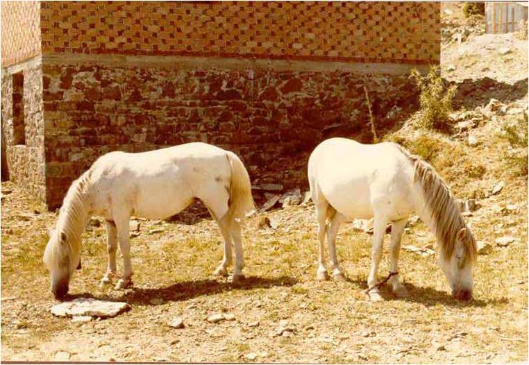 Pindos Pony (Menegatos)