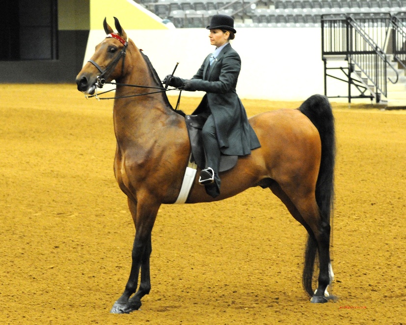 American Saddlebred Horse (board