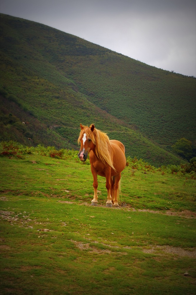 Pottock Horse (flickr