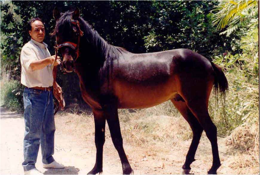 Creata Pony (Menegatos)