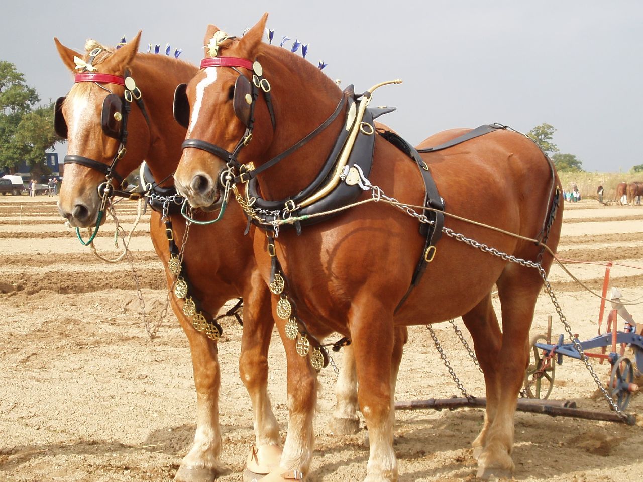 Suffolk Punch (flickr