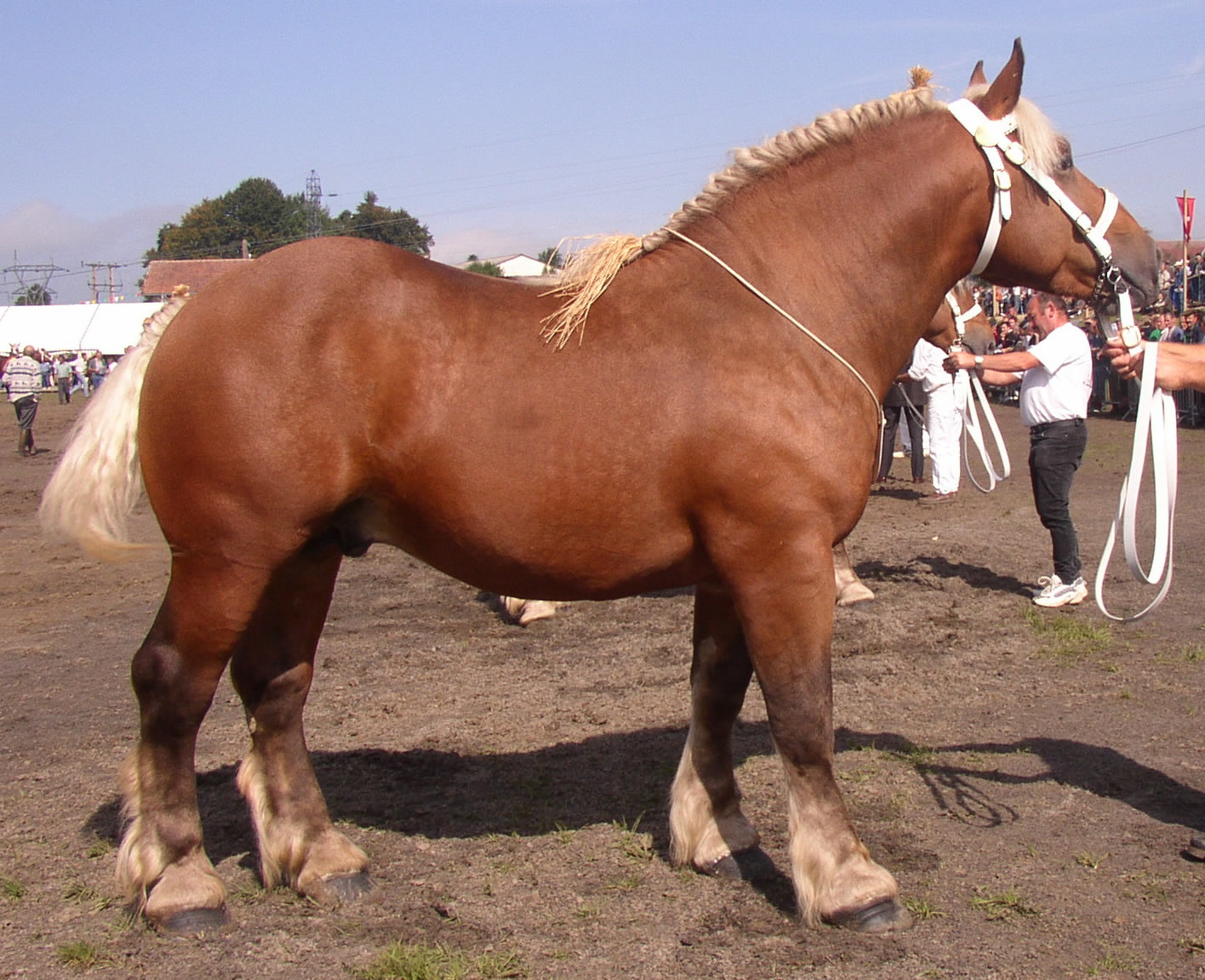 Comtois Horse (france-trait