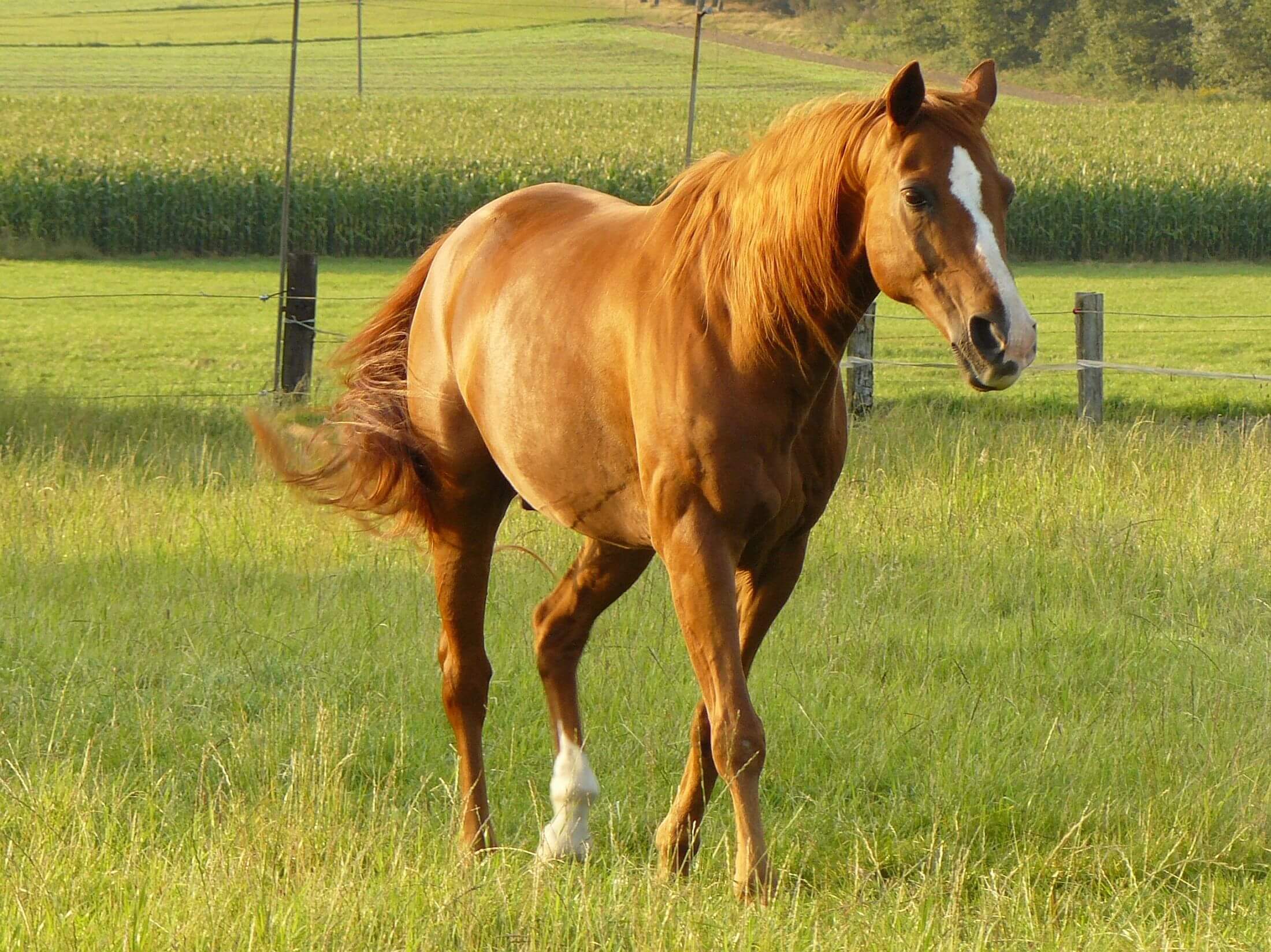 Quarter horse chestnut (cowgirlfashion101