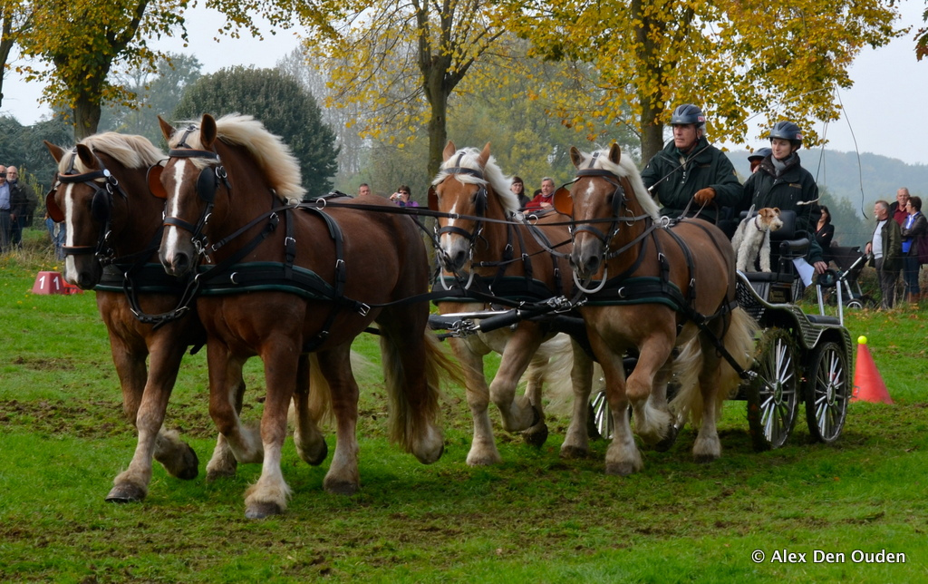 Belgian Draft Horse (flickr