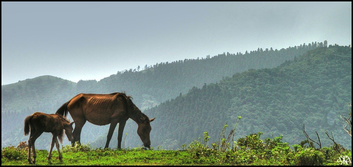 Misaki Horse (panoramio