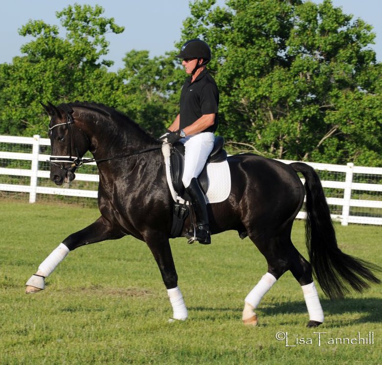 Supremat_2013_Stallion_Book (oldenburghorse