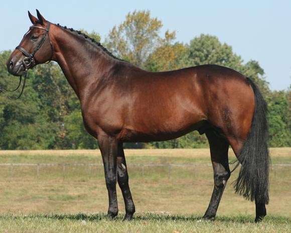 Hanoverian (breyerhorses