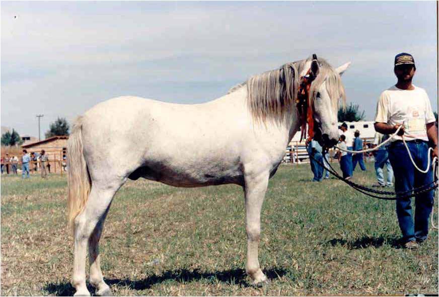 Peneia Pony (Menegatos)