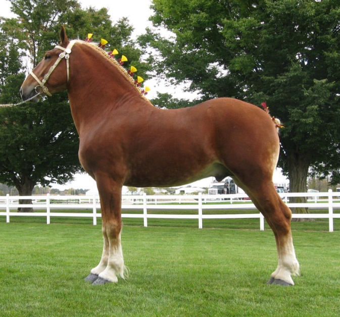 Belgian Draft (inbelgiandrafthorse