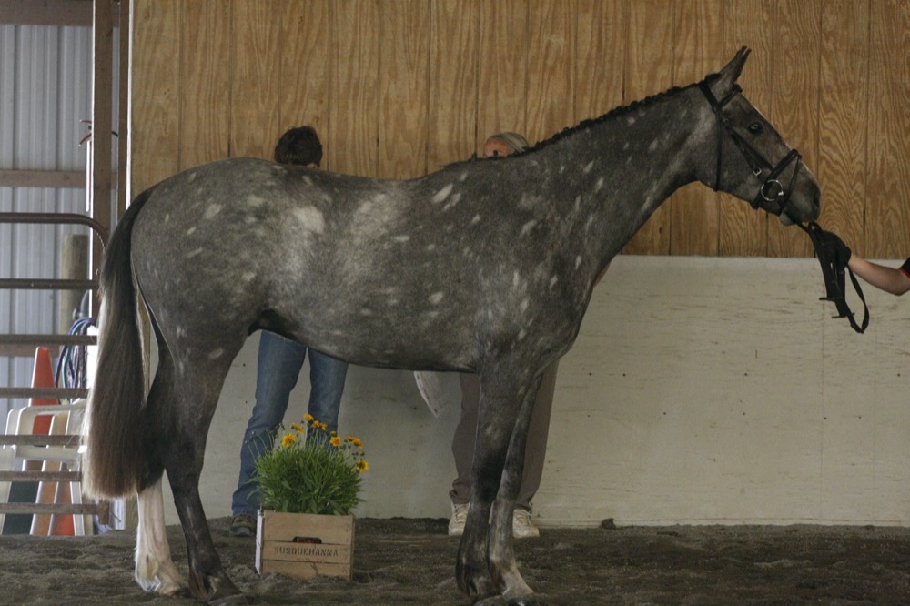 Chubari (Tetrarch) Spots  - Thoroughbred (useventing