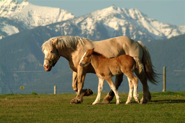 American Cream Draft Horse (flickr