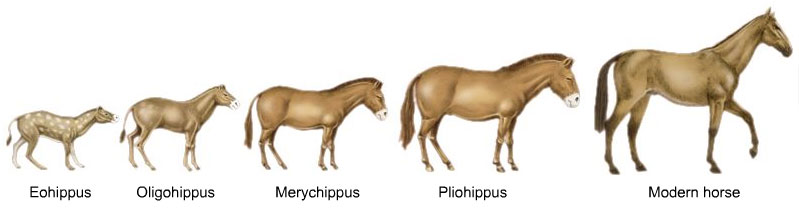 Horse evolution