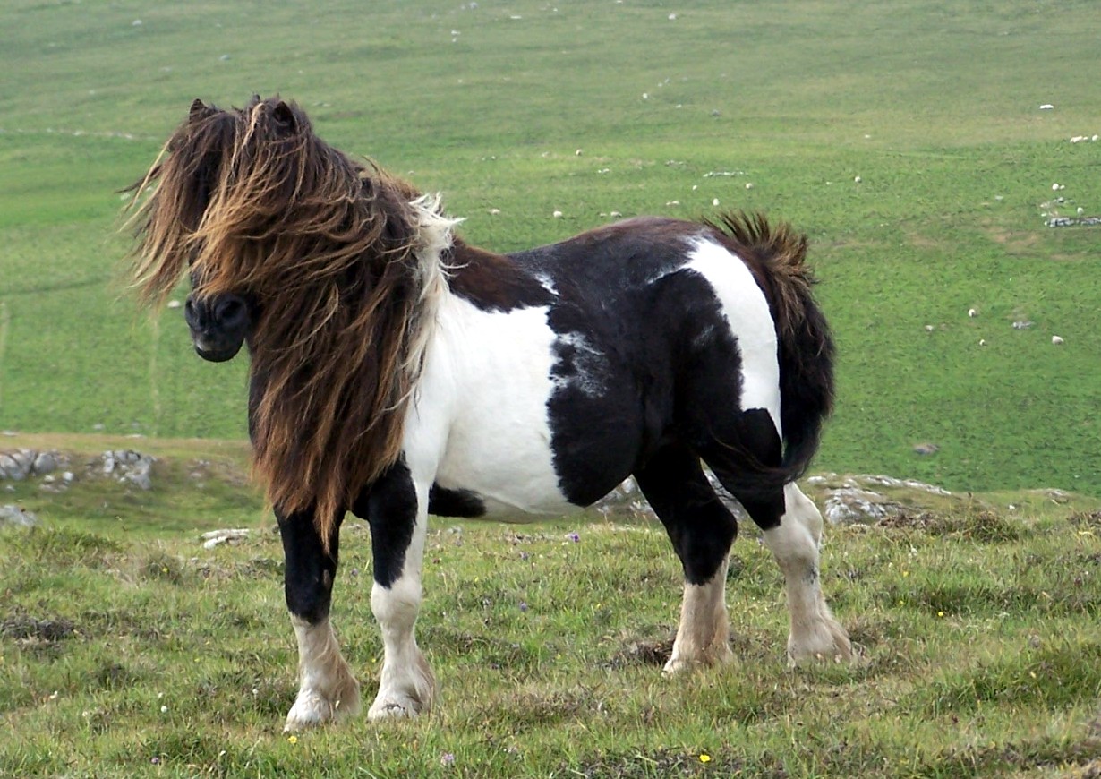 Shetland Pony (worldshet