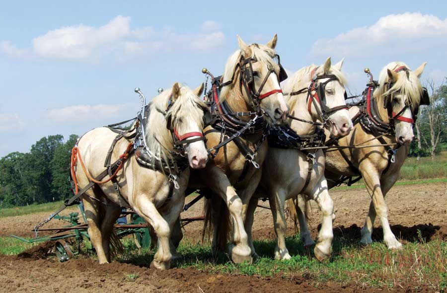 American Cream Draft Horse (grit