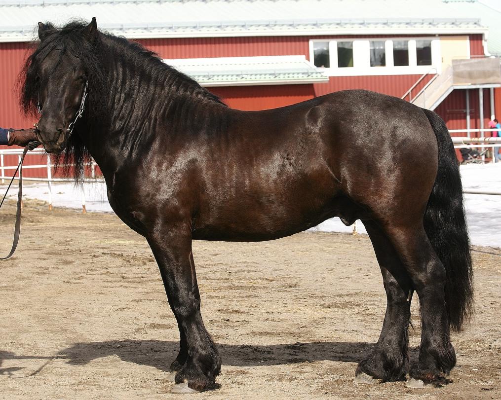 Dole Horse (horsegroomingsupplies
