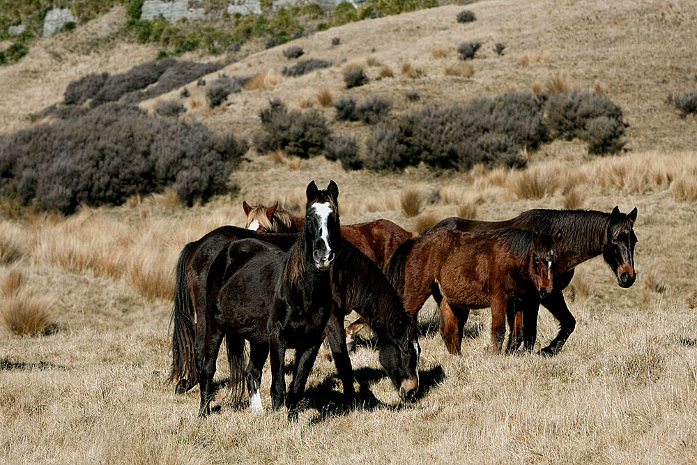 Kaimanawa Horses (Fhoto, Jan Maree Vodanovich)3