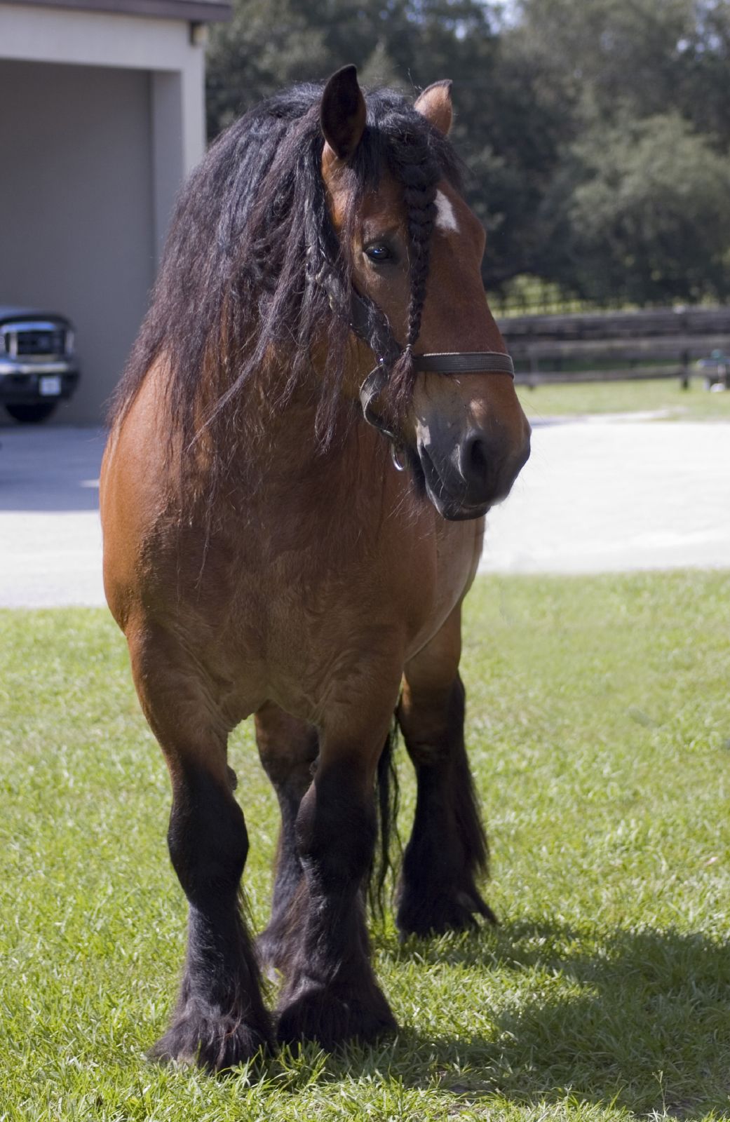 Ardennes Horse (flickr