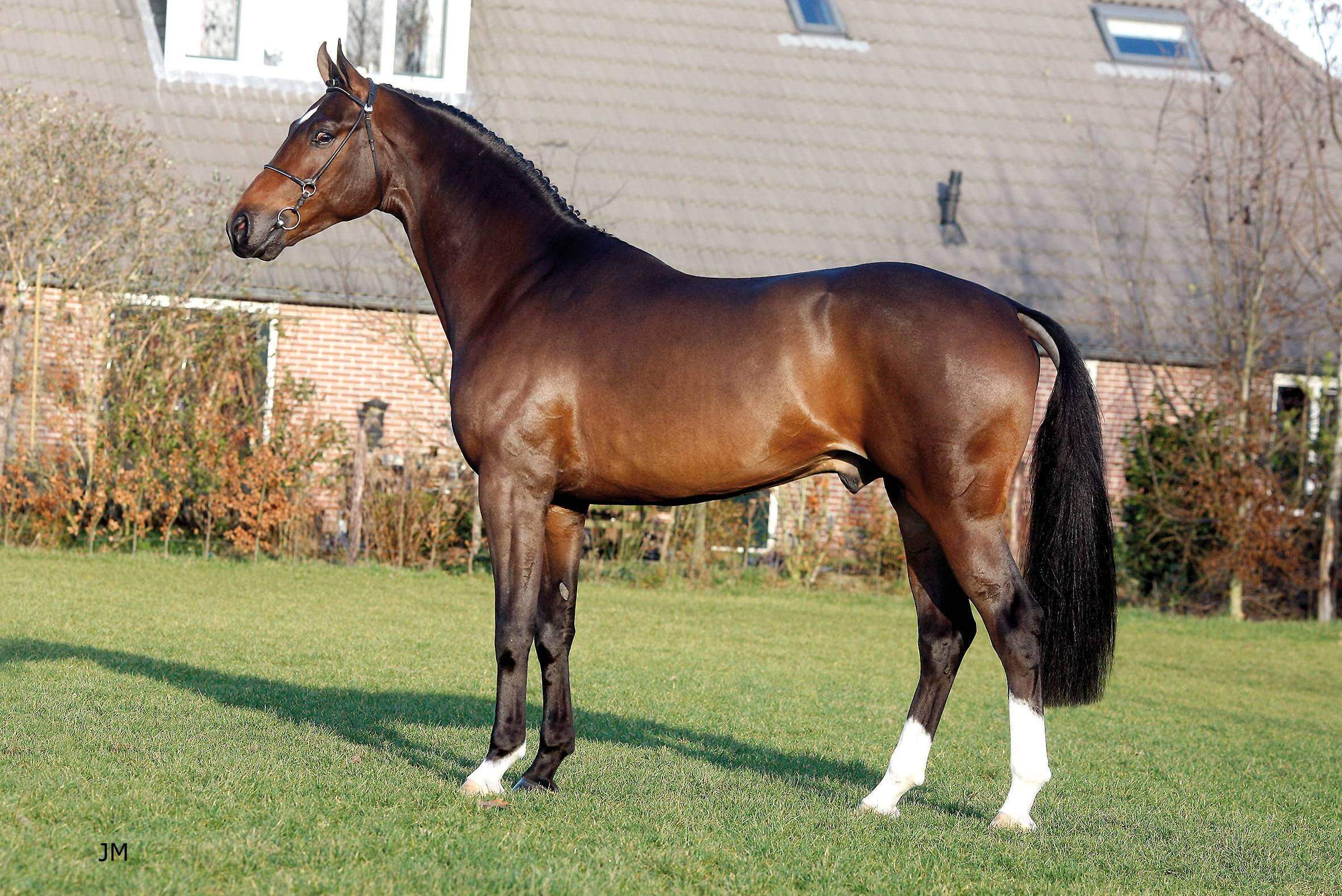 dutch-warmblood (khongthe