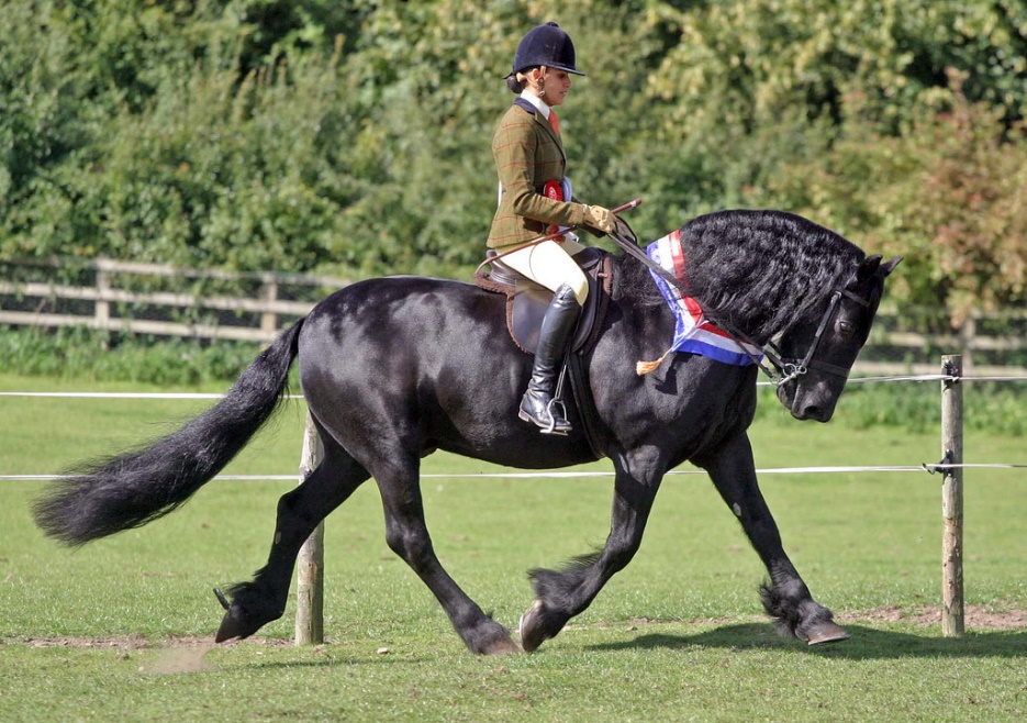 Dales Pony Stallion (flickr