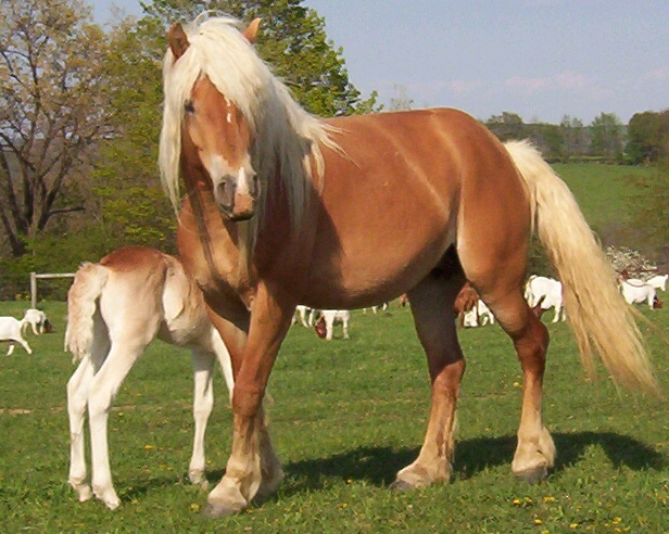 Haflinger (freewebs