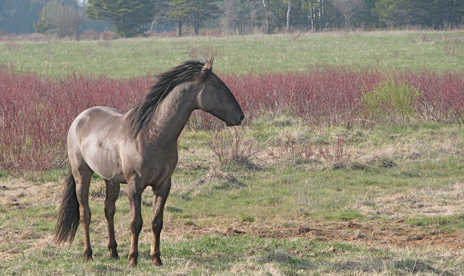 Sorraia (horsebreedsinfo