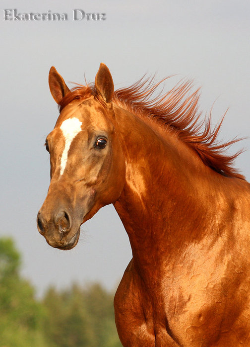 Don Atı (Ekaterina Druz)1