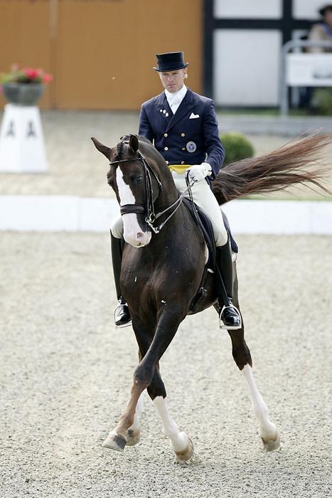 Swedish Warmblood (tumblr