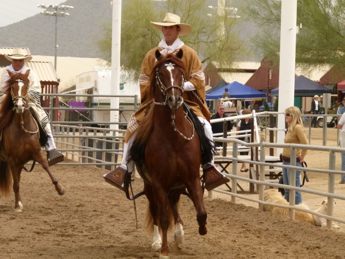 Peruvian Paso Fino (flickr