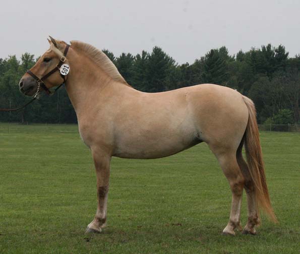 Fijord Horse (norskwoodworks